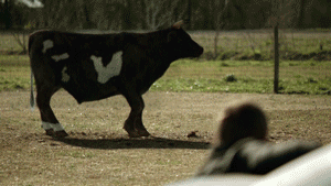 02_cow-in-half-101